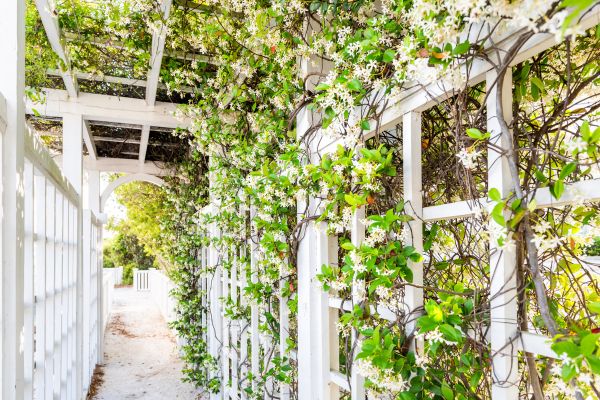 Trellis Repair in Port Saint Lucie
