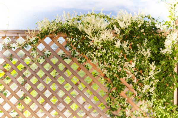 Lattice Repair in Port Saint Lucie