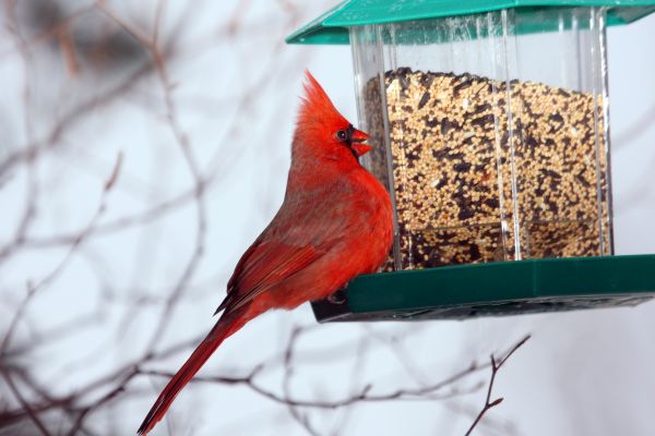 Bird Feeder Hanging in Port Saint Lucie