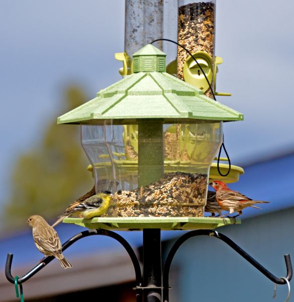 Bird Feeder Installation in Port Saint Lucie