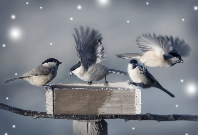 Bird Feeder Mounting Service